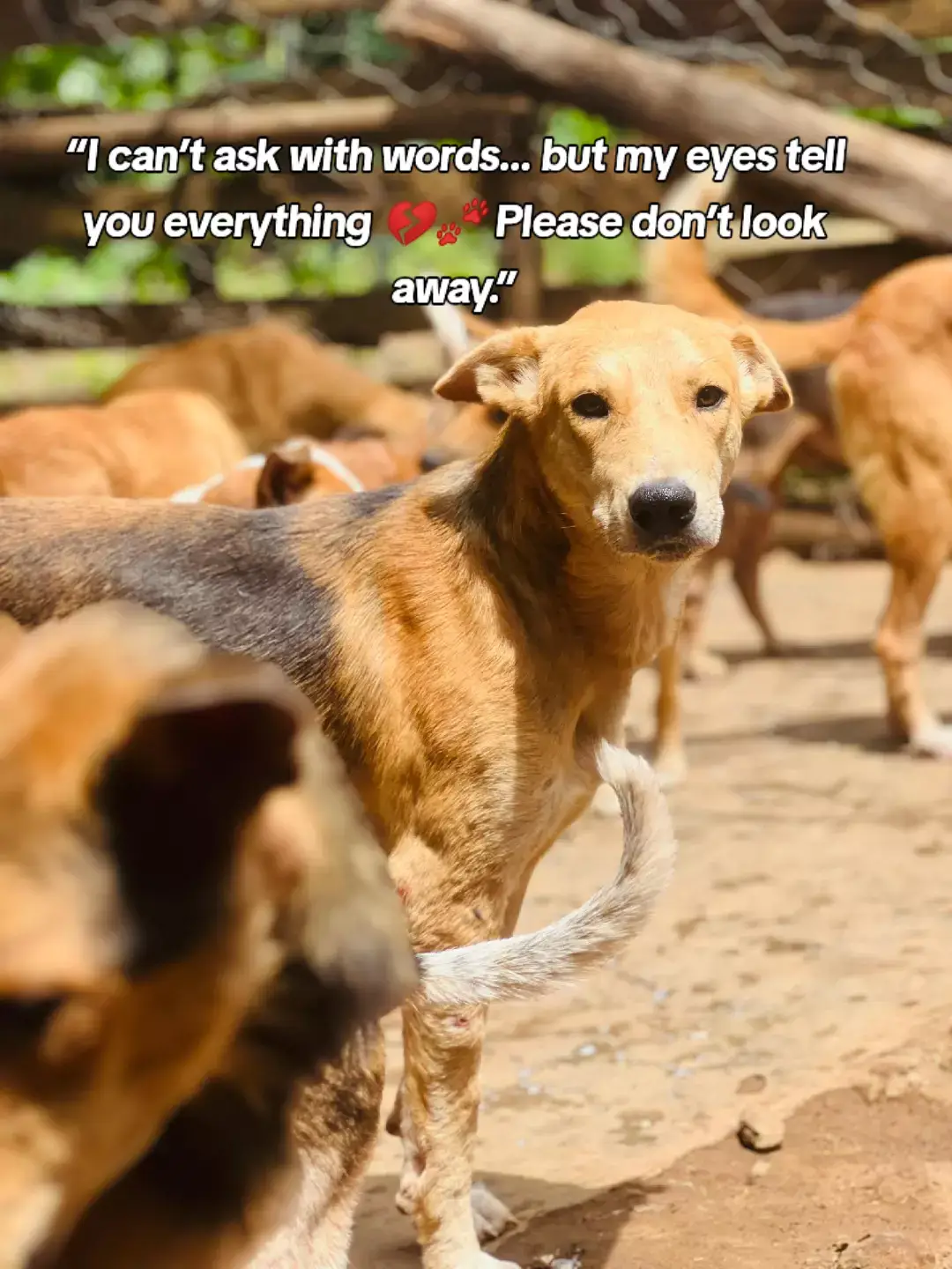 These precious dogs are starving… not because they did anything wrong, but because life turned its back on them long before anyone noticed their pain. 💔🐶 Every day they wake up with empty stomachs, trembling bodies, and eyes full of questions—“Will today be the day someone cares?” Their ribs show through their skin, their paws grow weaker, and yet they still look at humans with trust, hope, and silent prayers for mercy. We try our best to comfort them, to feed them, to give them the love they’ve been denied for so long… but the truth is heartbreaking: our resources are running out. Every meal we provide is a miracle, every blanket is a blessing, and every rescued life is a little spark of hope against the darkness they have known. These dogs didn’t choose hunger. They didn’t choose suffering. They didn’t choose to be abandoned. They are gentle souls who only want warmth, kindness, and a chance to live without fear. Seeing them this weak, this fragile, this desperate—it’s something that breaks us a little more each day. No living being should ever reach a point where they must fight simply to survive another night. 💔🙏 Right now, we humbly reach out to you… If your heart feels even a small tug of compassion, please know that any support—no matter how tiny—truly counts. A dollar can buy food. A few dollars can bring warmth. A small donation can turn a starving, hopeless moment into a second chance at life. Your kindness becomes their strength. Every act of support reminds them that the world hasn’t forgotten them. That there are still people who care. People who believe that innocent animals deserve love, safety, and full bellies, not suffering. If you feel called to help these angels, please use our PayPal link in the bio. 🆘💟 Your generosity becomes their voice, their hope, their lifeline. Together, we can save them from hunger, from pain, and from giving up. Thank you—truly—for standing with us, for caring for the voiceless, and for giving life back to the ones who need it most. 🐶🙏💟🐾 #FurryAngels #puppylove  #support #doglovers  #SaveThePuppies 