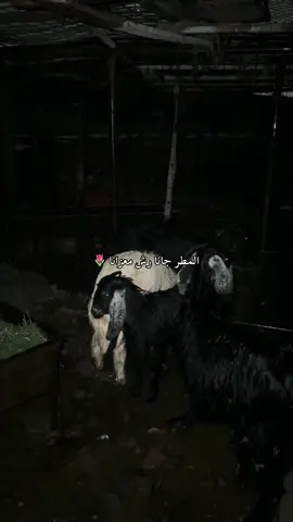 ضيفوني في الأصفر 🥺🤍