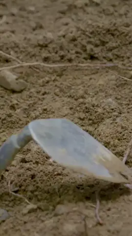 Ancient Pottery Found on Lot 5! #oakislandnc    New Episodes Tuesdays 9/8c on History