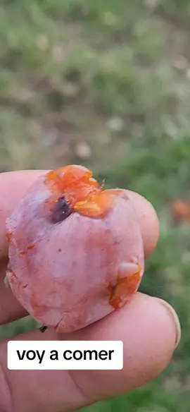 #comiendo #fruto #de #tree 