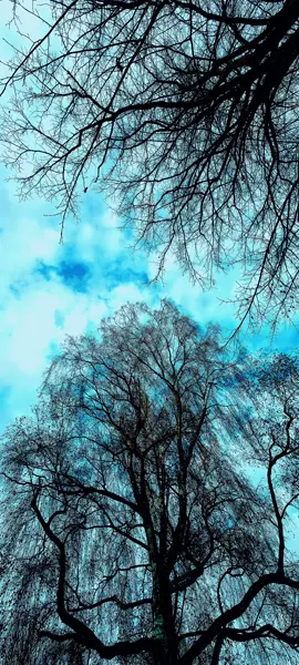 #الو ... #يسعدلي__اوقاتڪۘم  #🌸  #fypシ゚viral🖤tiktok  #fyp 