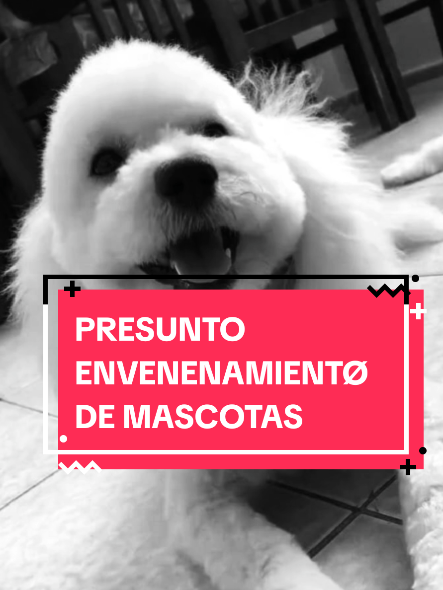 NOTICIAS | En Puerto Ordaz, estado Bolívar, vecinos denunciaron el presunto envenen@mientØ de tres perritos y dos gatos. Solicitaron a las autoridades investigar el caso.  #sucesos #mascotas #noticias #noticiastiktok #venezuela