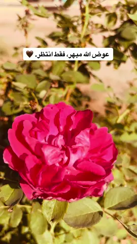 يالله☘️🤲 #تصويري #تصويري_احترافي_الاجواء👌🏻🕊😴 #اكسبلورpov #مشاهدات #غيوم 