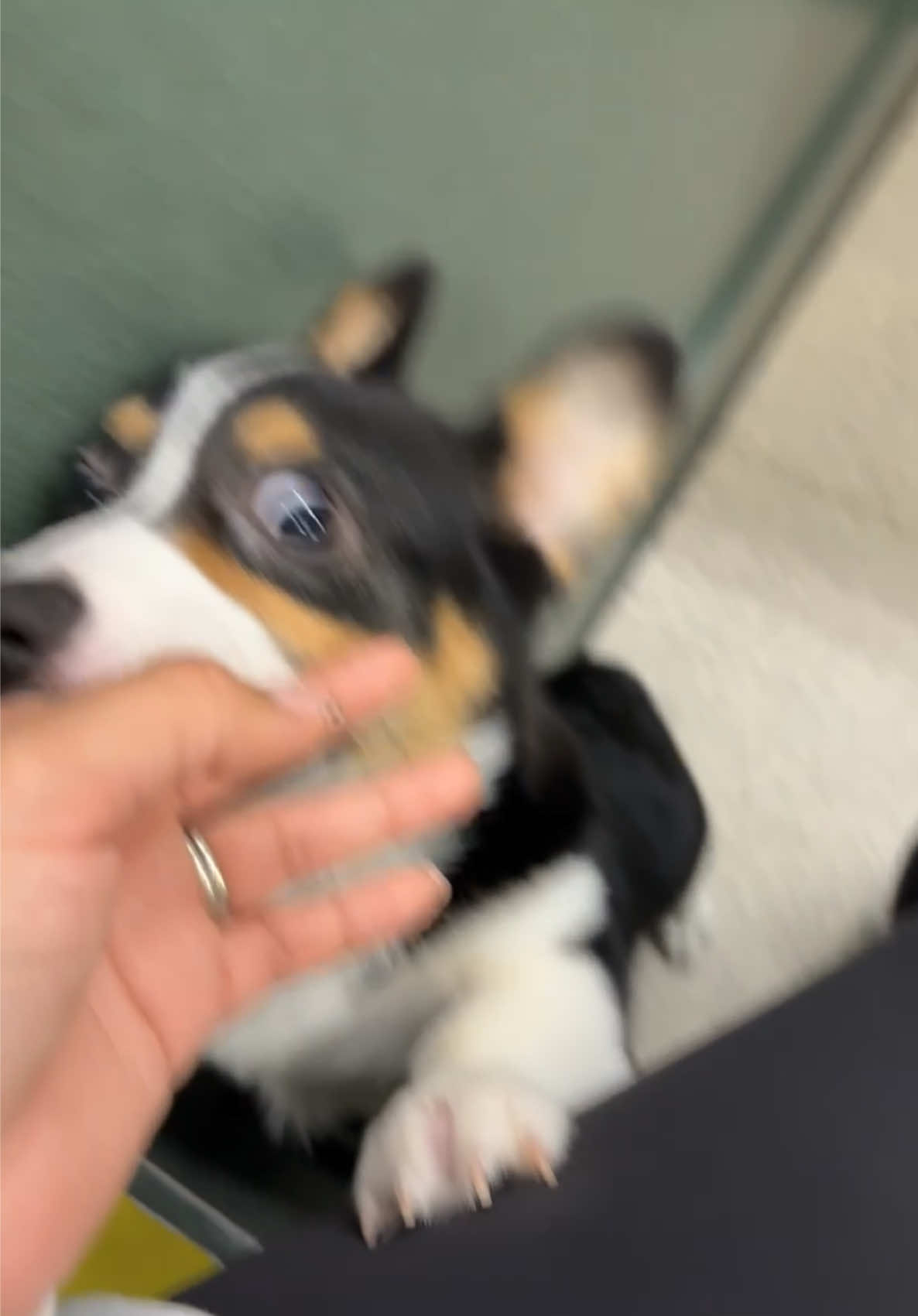 We actually had too much fun😭🤣#petland #puppy #corgi #fyp #petstore 