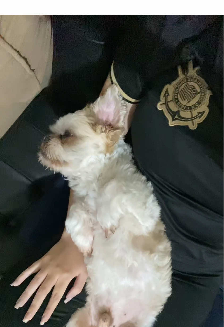 ele adora deitar no colo #fyp #foryou #dogsofttiktok #dogmom #dogtok 