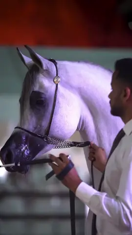 #عاشقه_الخيل🐎❤ #خيل_وخياله🐎 #مشاءالله_تبارك_الله_اذكروالله #خيول_عربية_اصيلة #اكسبلور 