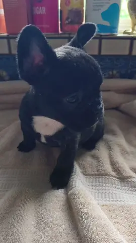 #frenchbulldog #griseldacontretas95 #seattle 