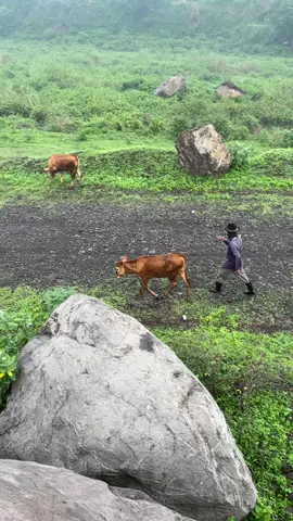 RANU HIJAU KEMBALI #ranumanduromojokerto #kopag #fyp 