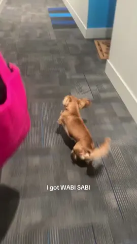 Mav is wabi sabi  #fyp #foryoupage #dachshund #miniaturedachshund #cute #wheelchair 