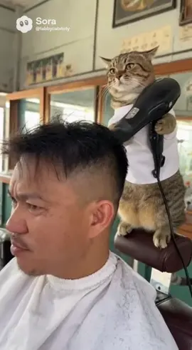 รองทรงสูงครับ😂 #แมวน่ารัก #ฟีดดดシ #แมวตลก #fyp #ทาสแมว 