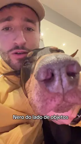 #cachorro #doberman #nero