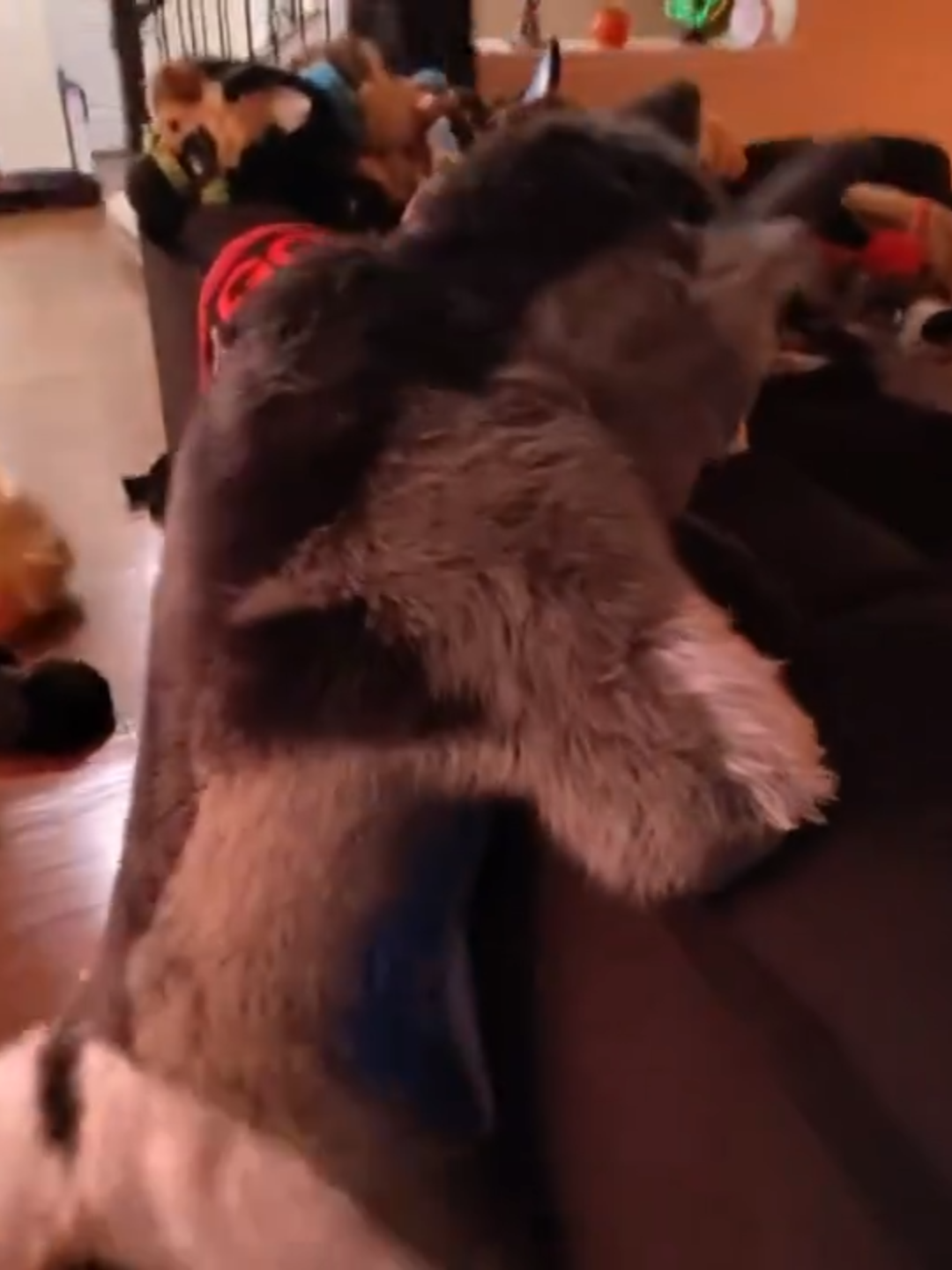 [Four-Legged Beast Suit] A pet dog-like beastman running around on the ground and jumping onto the sofa.【四足兽装】在地上乱跑跳到沙发上的宠物狗兽人#cat #satisfyingvideo #toy #funny #cute #ornaments #dog #creative #pet #foryourpage #fyp #tiktok #tiktokmademebuyit #viral #laugh #gamermac #teamwork #skibidi #furrytiktok #clothes