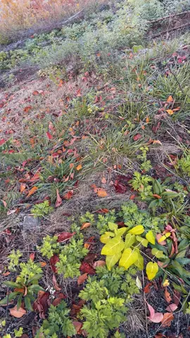 Tỉnh dậy ở một nơi thật xa, xung quanh chỉ có cây cỏ và chim muông, cảm thấy tinh thần sảng khoái, dễ chịu vô cùng.#1994 #fyb #foryou #noiluugiukyniem #塩尻市 