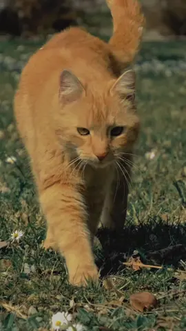 Kucing oyen adalah sebutan populer di Indonesia untuk kucing berwarna oranye (ginger) yang terkenal dengan tingkahnya yang kocak, manja, sekaligus rusuh. Berikut gambaran singkatnya: 🐾 1. Identik dengan kelakuan absurd Oyen sering digambarkan sebagai kucing yang suka bikin masalah kecil—nyolong makanan, lompat-lompat aneh, atau ngacak-ngacak rumah. 🐾 2. Reputasi “si paling manja” Walau rusuh, oyen biasanya sangat dekat dengan manusia dan suka minta dielus terus. 🐾 3. Kebanyakan jantan Sekitar 80% kucing oranye adalah jantan, sehingga sifat-sifat khasnya makin menonjol. 🐾 4. Selalu berpola tabby Walaupun variannya ada yang belang tipis atau tebal, kucing oyen nggak pernah polos. 🐾 5. Jadi meme nasional Oyen sering jadi ikon meme karena kombinasi warna cerah + tingkahnya yang lucu dan ngaco. #CapCut #animal #hewan #fyp #kucingoyen 
