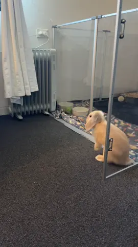 rough landing #bunsoftiktok #bunny #funny #fail #fyp 