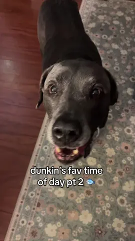 he loves these fish like his mom #viral #foryoupage #foryou #dunkindadawg #dogs 