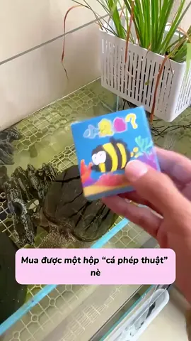 Hộp cá phép thuật #xuhuong #tiktok #xuhuongtiktok #review #thoitrang 