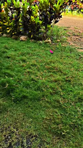 #malaystel🇲🇾🇻🇳 #vietnam #bulukumba #y15zr #fyppppp 