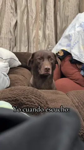 Sí, ella también siente el efecto Luismi #parati #luismiguel #historiadeunamor #elsoldemexico #luismidog 