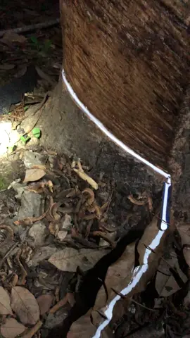 อย่าถามว่าต่อนานไหม 😆 #กรีดยางพารา #วัยรุ่นกรีดยาง🍃 #ยางพาราก้อนถ้วย #ยางพารา #ราคายางพาราวันนี้ 