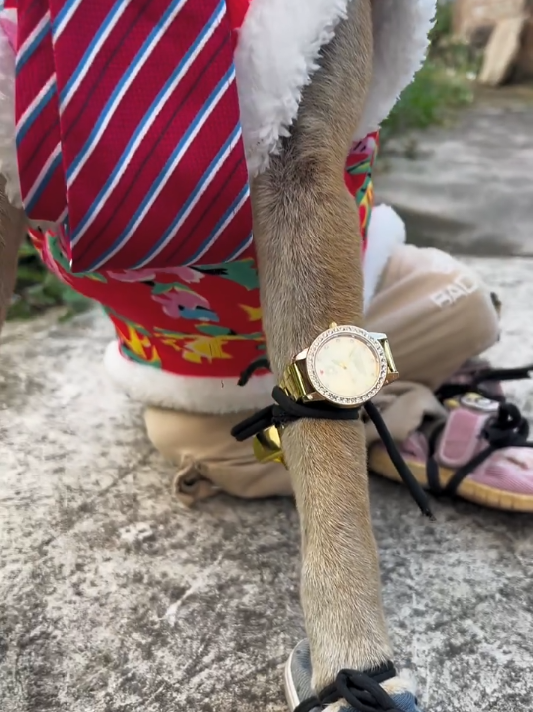 đại gia #quynhkun 