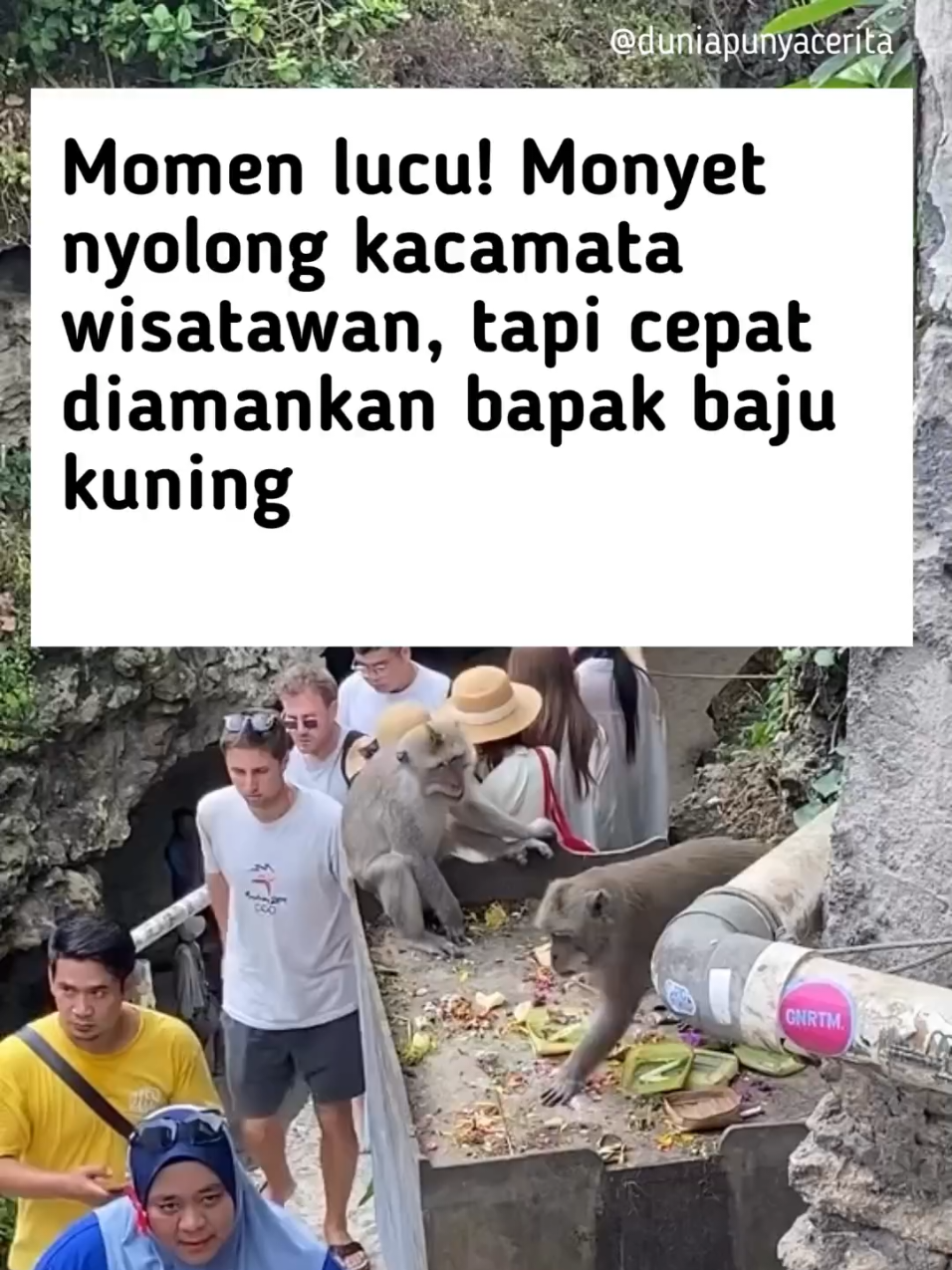Video kocak ini memperlihatkan aksi seekor monyet yang iseng mencuri kacamata seorang wisatawan. Seperti biasa, monyet di kawasan wisata memang sering melakukan ulah jahil dengan mengambil barang-barang pengunjung. Namun kali ini, aksinya langsung digagalkan oleh seorang pria berbaju kuning yang sigap “mengamankan” kacamata tersebut. Momen ini bikin ngakak sekaligus jadi pengingat bagi wisatawan agar lebih hati-hati saat berkunjung ke tempat yang banyak monyetnya. 🎬 septian_111