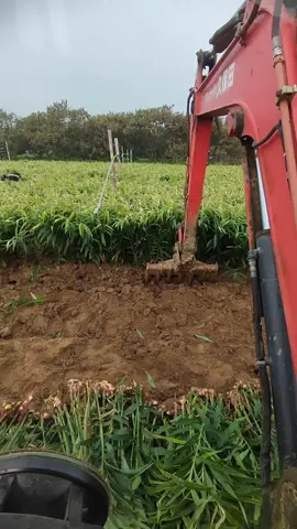 🫚🫚 #nongnghiep #maymoc #hiendai #ginger #viralvideo 