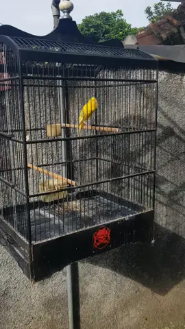 Semakin indah dan mapan Hanya f1ys 🥳🥳 A40 . . . #kenariprospek #kenarimaniaindonesia #kenarimania #kenarigacor #kenari 