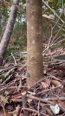 #roçadeira #vidanocampo #vidanarroça #popular #agro 