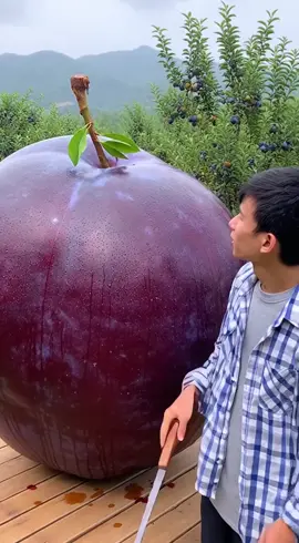 Mận mộc châu siêu to khổng lồ nha ai ở mộc châu vào xác nhận cái đi  #mukbang #xuhuong #flypシ #trending #doanvat 