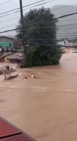 #น้ำท่วมครั้งแรกในรอบปีที่หนักและเป็นประวัติศาสตร์คยิ่งใหญ่ขอทุกคนปลอด#.ปลอดภัยขอเป็นกำลังใจให้ขอให้ผ่านวิกฤตนี้ไปให้ได้ด้วยเถิด💔✌️🙏