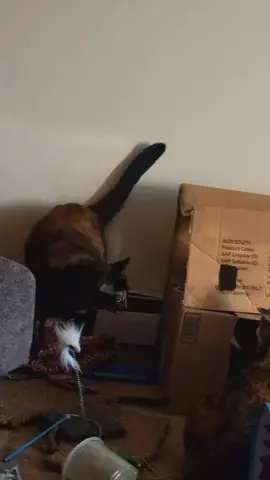 #CapCut  Max and Tortellini are at it again!   #cat #catsoftiktok #catsplaying  #pet 