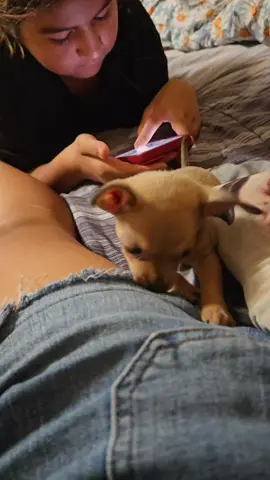 #petlover #petlovers #familia #mascotas #chihuahua 