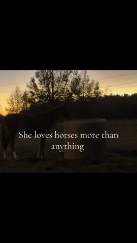 ❤️ Horses #fyp #horsesontiktok 