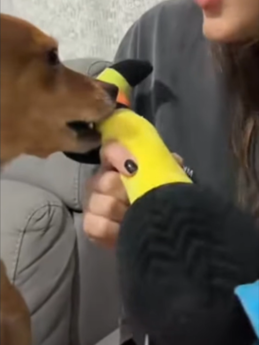 No puedo con Annie, es muy linda🫠 #zeudidipalma #annie #dog #tiernosperritos #adorable 