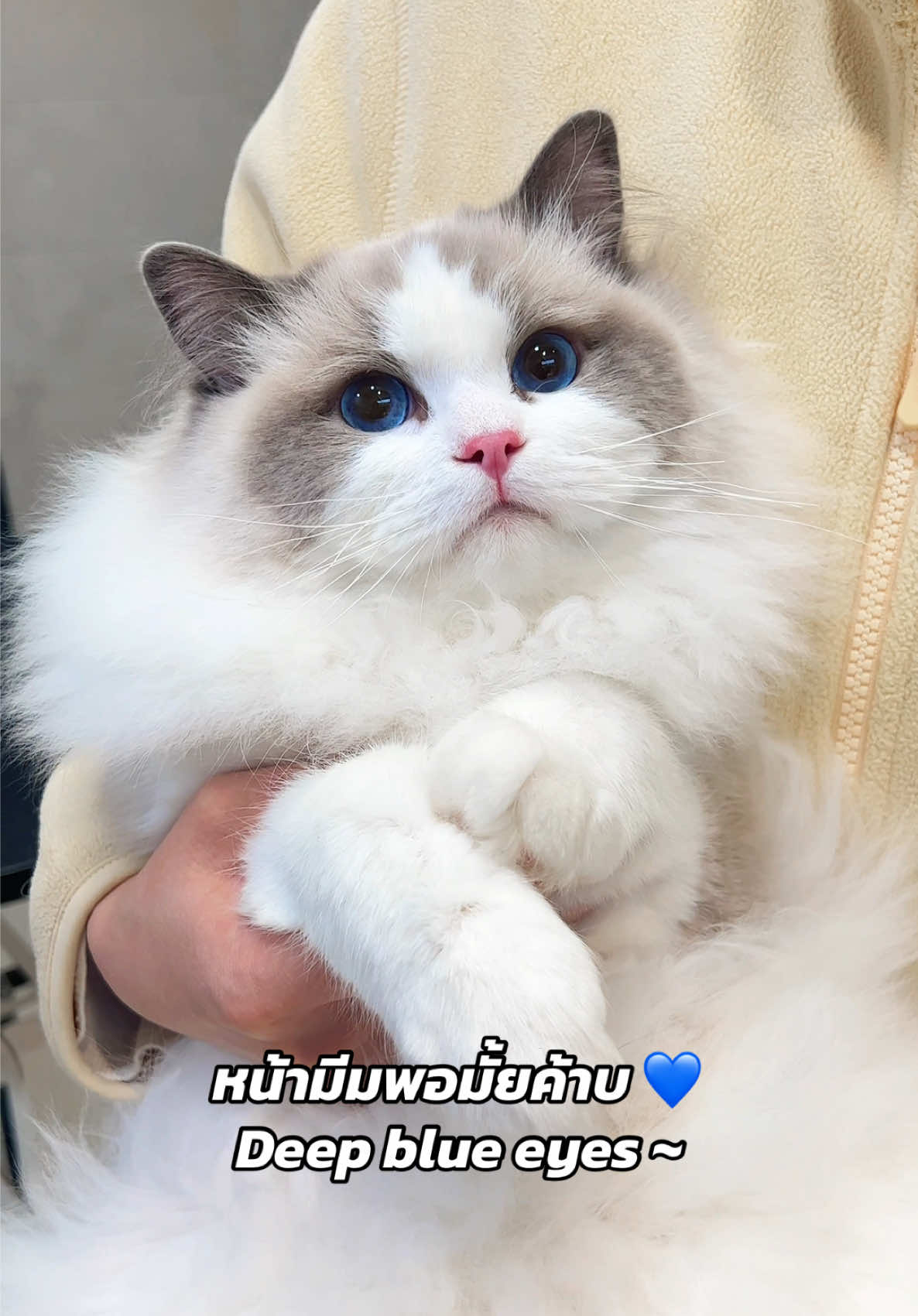 อยากเป็น idol แมวต้องทำไง?? Ragdoll blue bicolor ~  #ragdoll #ragdollcat #แมวแร็กดอลล์ #cutecat #cutecatsoftiktok 
