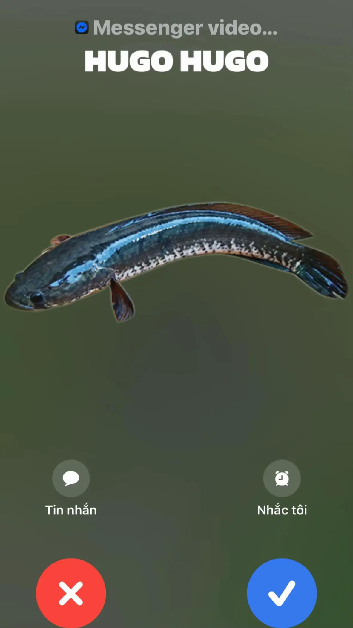 Hugo điện #hugo #caloc #shimanofishing #scorpion #DC 