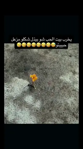 #مالي_خلق_احط_هاشتاقات🧢😂✌️ #شعب_الصيني_ماله_حل😂🏃‍♀️ 