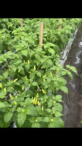 lagi tas mbelik i lek#teampakciksobri #petaniindonesia🇮🇩🇮🇩🇮🇩🌿🌿 