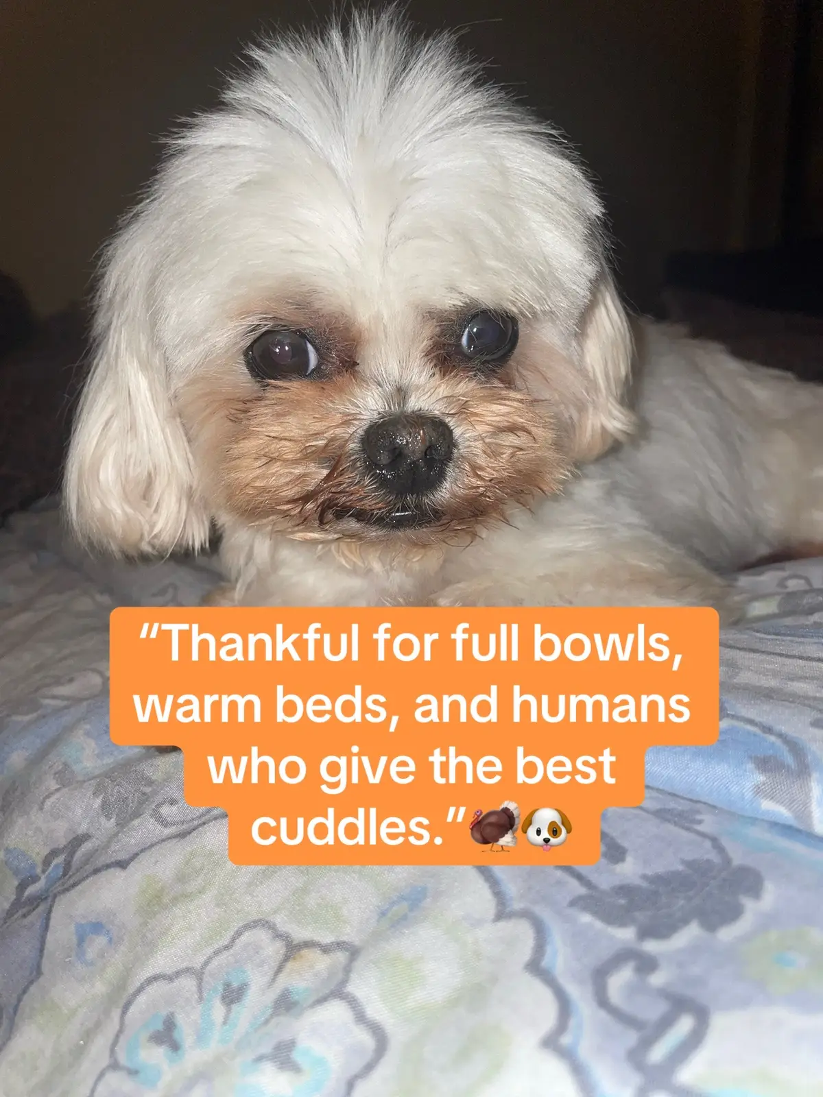 #happythanksgiving #dogtok #qoutes #positivity #fyp 
