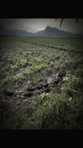 “爱情就像一首歌，无论它有多好听，最终都会结束。” 