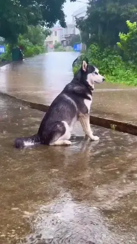 Thất tình MV đầu tay#dog #cutedogs #loveanimals #pet #trending 