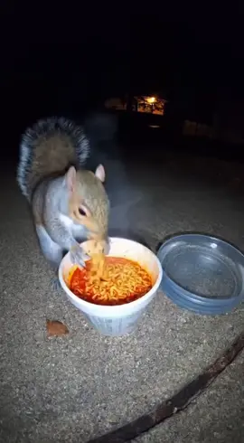 Squirrel