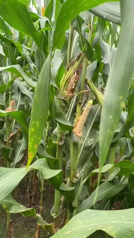 Gak, ucapan adalah doa 🤲 #petaniindonesia🇮🇩🇮🇩🇮🇩🌿🌿 #petani #petanimilenial #banyuwangi 