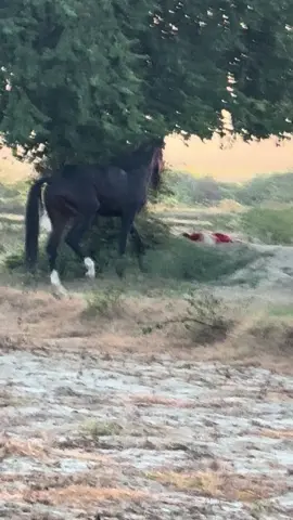 #အညတရ #ဆောက်တောသား #မြင်ပါများပြီးဆောက်မြင်ကဒ်အောင်လို့ @တစ်ပင် ရွှေထီး @Põë Ou Hlãiñĝ 