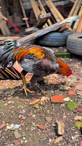 Beternak bukan kerja sambilan.  Ia bukan pelarian dari kota, bukan hobby iseng saat bosan. Beternak adalah pilihan sadar jalan hidup yang keras, jujur, dan bermakna.  Dikandang tidak ada kepalsuan. Yang malas akan kalah. Yang setengah hati, akan rugi. Karena hewan tidak bisa dibohongi. Mereka hanya tumbuh kalau dirawat, hanya sehat jika diberi perhatian.  Tak seperti banyak manusia, mereka mebalas kejujuran dengan hasil. #ayambangkok #ayam #ayambangkoksuper #fyp #koyngon 