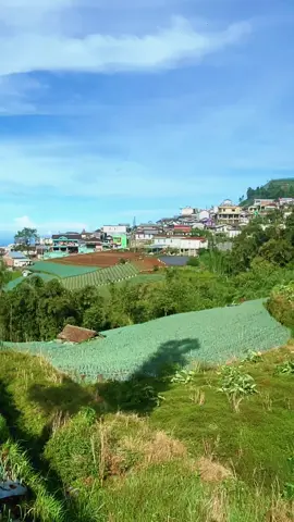 Hamparan sayur di lereng sumbing #negerisayursukomakmur #sumbing #wisatamagelang #wisataalam #nepalvanjava 