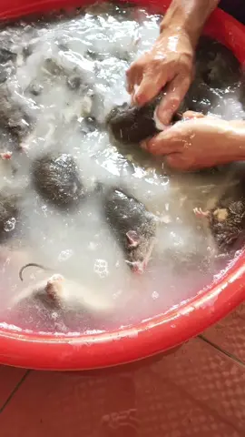 Vào vụ em mải nên là không trả lời tin nhắn các bác kịp thời được thì mong các bác thông cảm nhé#nam_ngan_food #chuotdong #chuotdongquelua 