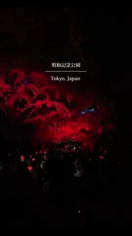 東京の紅葉国営昭和記念公園、#関東の山沿いでは紅葉が見頃に#国営昭和記念公園カナールイチョウ黄葉が見頃間近#東京の紅葉国営昭和記念公園#旅行#紅葉デート