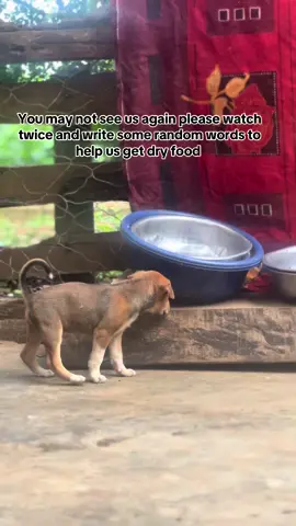 #savehungrydogs #Donationlinkinbio #Donatetohelp #Everylittlebitcounts 🐶❤️♥️🐶